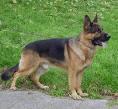 Duitse Herder!