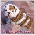 bulldog!