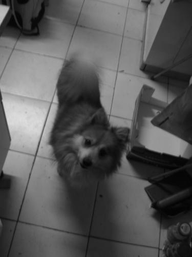 Mijn hondje!=) maar die is naar het asiel ='( 26/1/''08