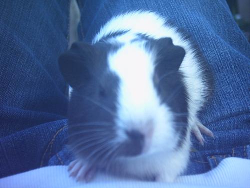 mn mannetjes cavia! (bennie!) 
