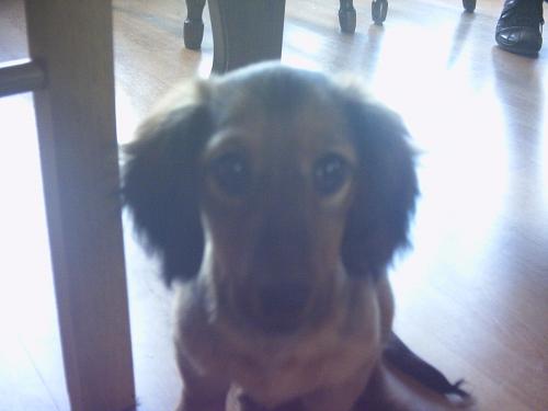 myn lieve hondjeee! (onze teenvretert!)