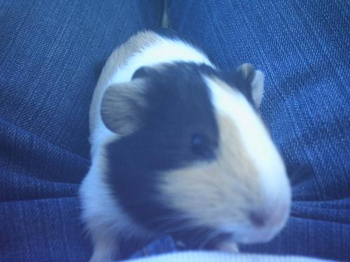 mn vroutjes cavia! (sophie!) dies op het moment zwanger! jeehh nog meer cavia's