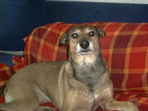 Mijn hondje Tosca!!! <3