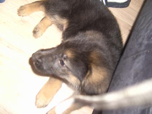 Mn puppy Gio. (H) nog als smurfje. n____n