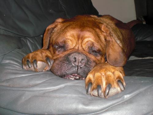 BO! Mijn hond(je) :P