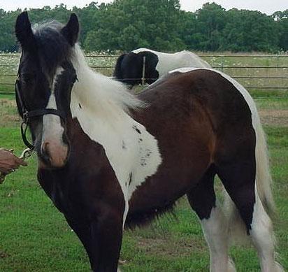 en ik hou van paarden!!