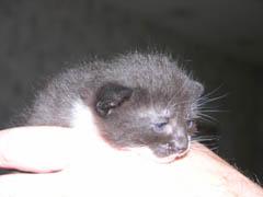 Mijn babypoesje die nu geen babypoesje meer is.