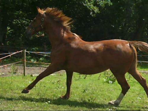 Beauty..Wat mis ik haar toch,men meid.Men 1ste paard maar is nu allang weg...Beauty(L)