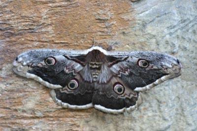 vlinder van de nacht