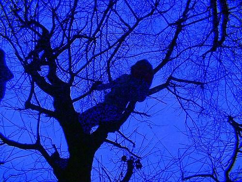 ik weer wazig in de boom