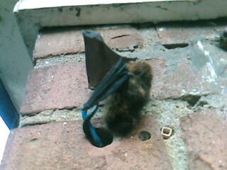 Een ge�lektrocuteerde[of whatever] vleermuis :')