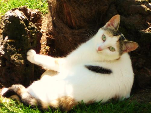 de jongste van mijn twee katten (meisjes) Lana