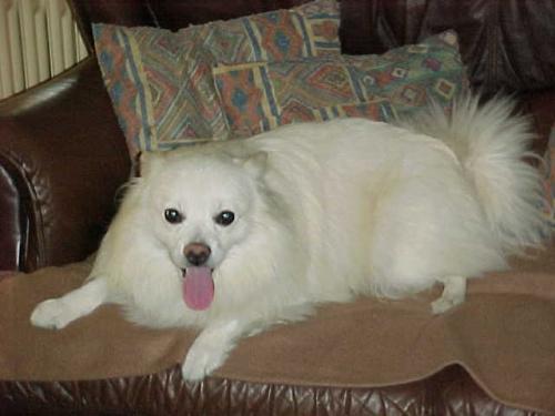 dit is mijn hond blacky