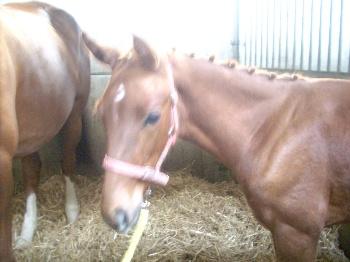 Imke, Ultims veulen <3