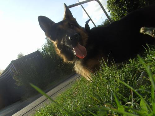 Omdat mijn hond lekker is! (H)