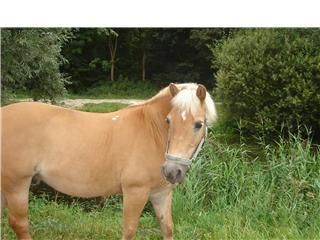 lover rip i will never forget you(H)