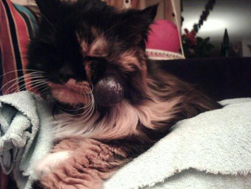 LET NIET OP DIE GEHAKTBAL (ZWINKY) AAN HAAR WANG :) ♥ POETTY