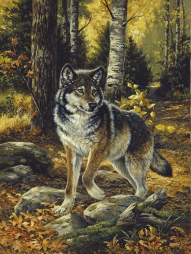 wolf in the woods