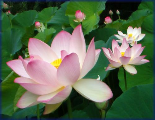 Lotus bloemen. Die geur is zo lekker. :]