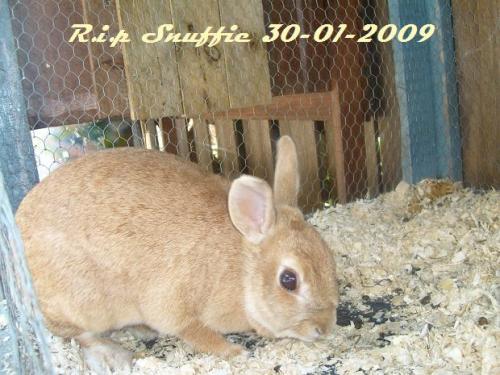 R.I.P Snuffie