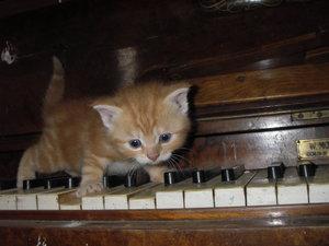 Kat op een piano (by Femke)