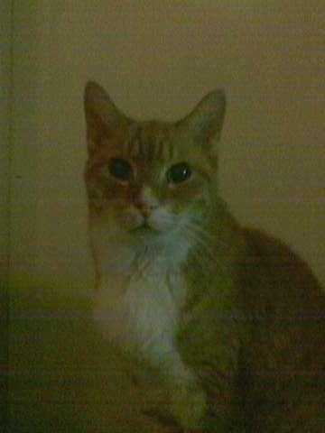 wa moet je bolo zien