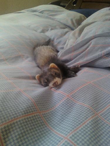 mijn fretje pebbels ^^ is ze ni qte ?