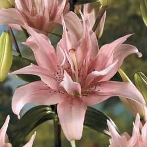 mijn naamgenoot(deze bloem heeft elodie in de latijnse naam)