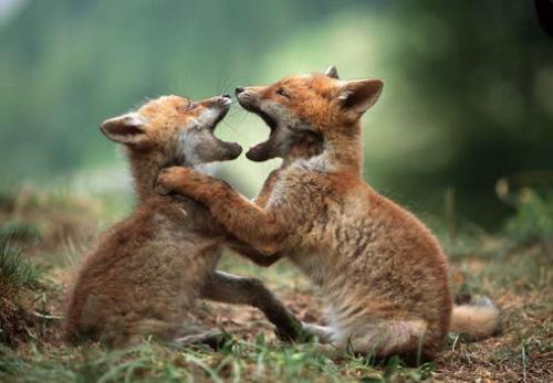 FOXES!!!