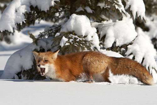 Nu heeft de muis me gehoord, geen wonder als je je teen stoot...
