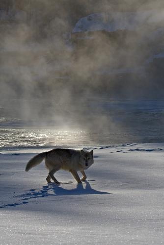 Wolfspirit in de damp