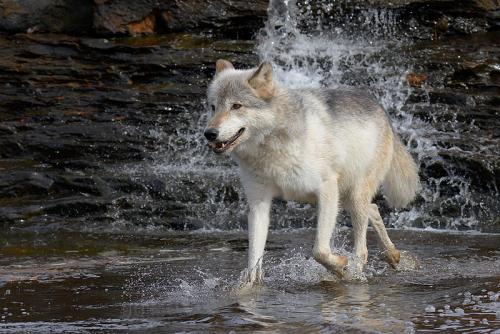 This is a REAL sploosh!