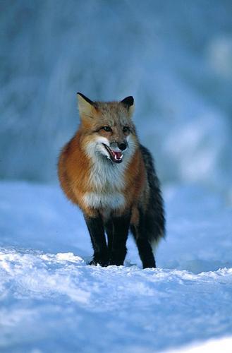 deze is Voor Denise(vos)