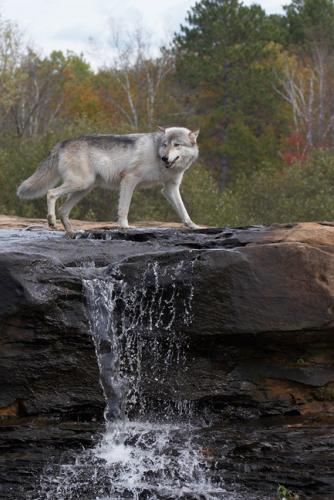 The queen of the waterfall