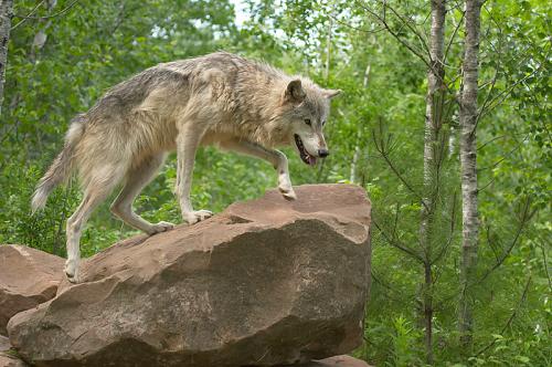 Lion King? Nee, Wolf Queen!