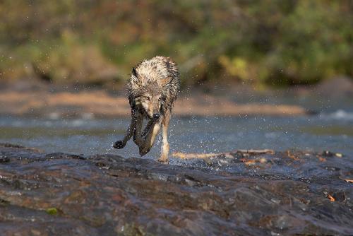 Wolfspirit heeft er plezier in ^^