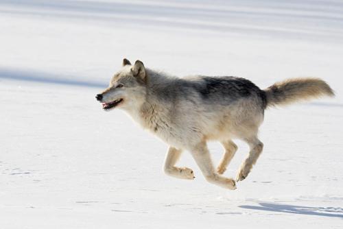 En jij maar zeggen dat ik nooit zal vliegen! (nee, deze wolf 'springt' tijdens het rennen)