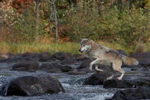 Wolfspirit, ready to jump
