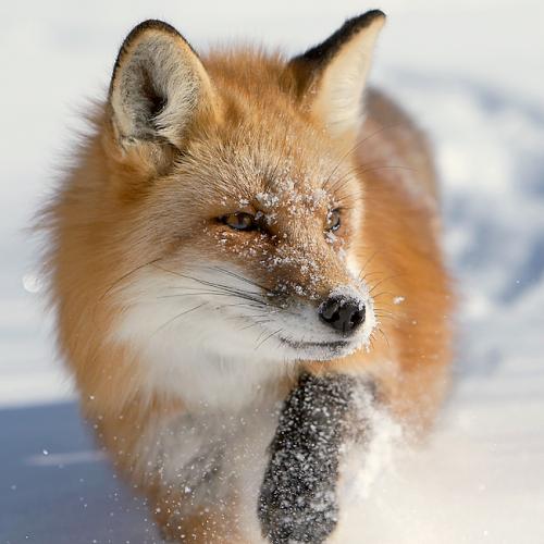 The mightiest fox ever, IT'S ME!