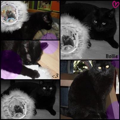 Fotowedstrijd : Opdracht 1 (Lievelingsdier <3)