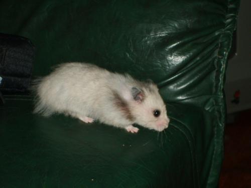 wollie hamster van mun zus