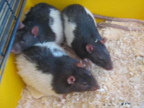 mijn schatjes, bovenaan: koekoek - onderaan links, stroump - onderaan rechts, Beat. lief toch?