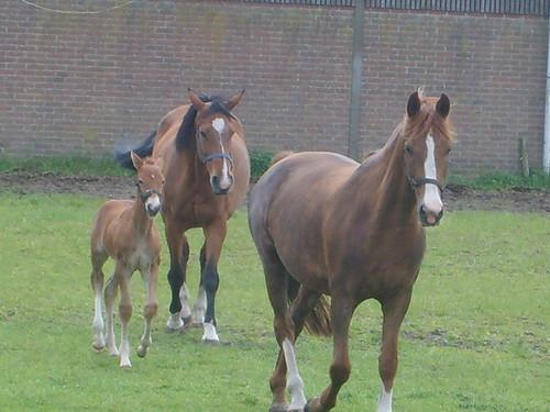 baloe en zijn vrendjes