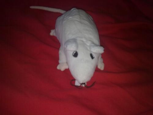 Mijn rat