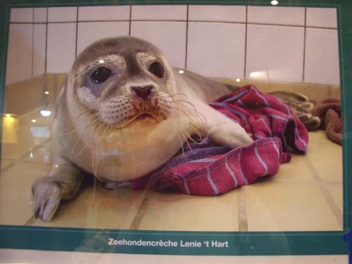 Hulpeloos diertje in zeehondencr�che Lenie 't hart.