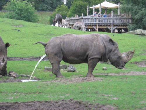 pissende neushoorn xD
