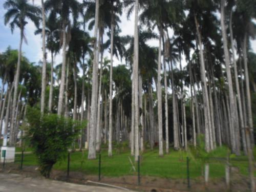 Palmentuin in Paramaribo =3