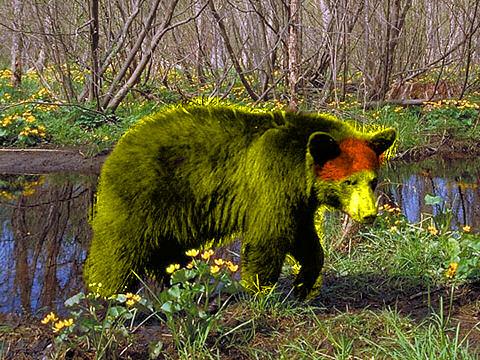 >Sufy is cool as real bear :)