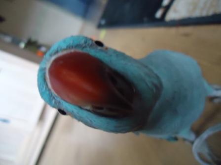 gewoon grappig plaatje van mijn huisdier tweety maar hij is nu ontsnapt