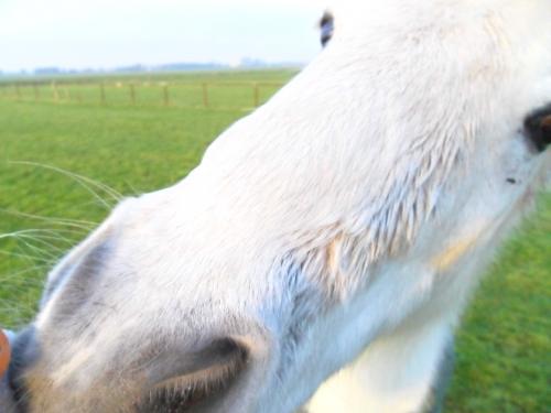 En toen wou hij mijn camera op eten <3